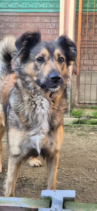 Suczka około 2 lata