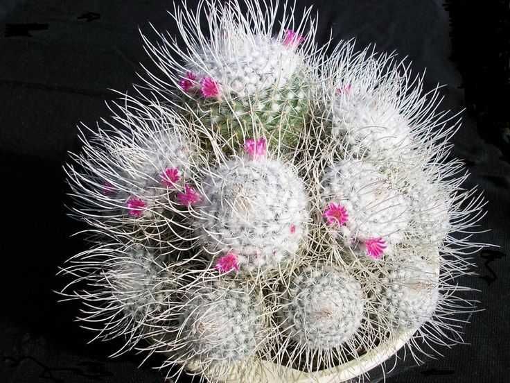 Кактуси, сукуленти мамілярія Geminispina