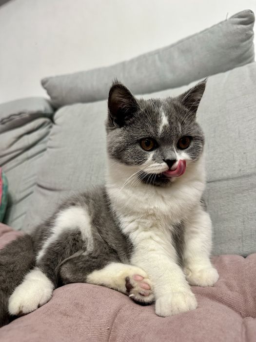 Koty Brytyjskie z rodowodem