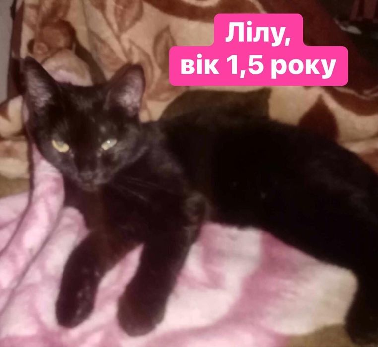 Дівчатка-киці шукають нові родини!