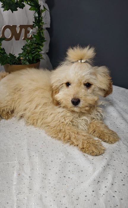 **Cavapoo ** cudowny chłopiec!