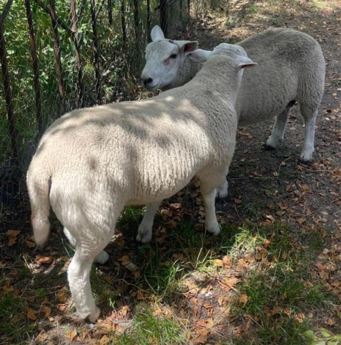 Вівці крос тексель/шароле