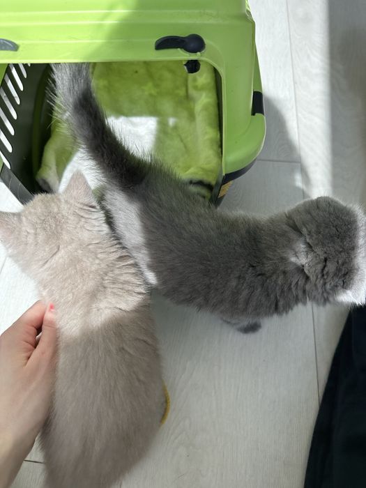 Красивые шотландские котята