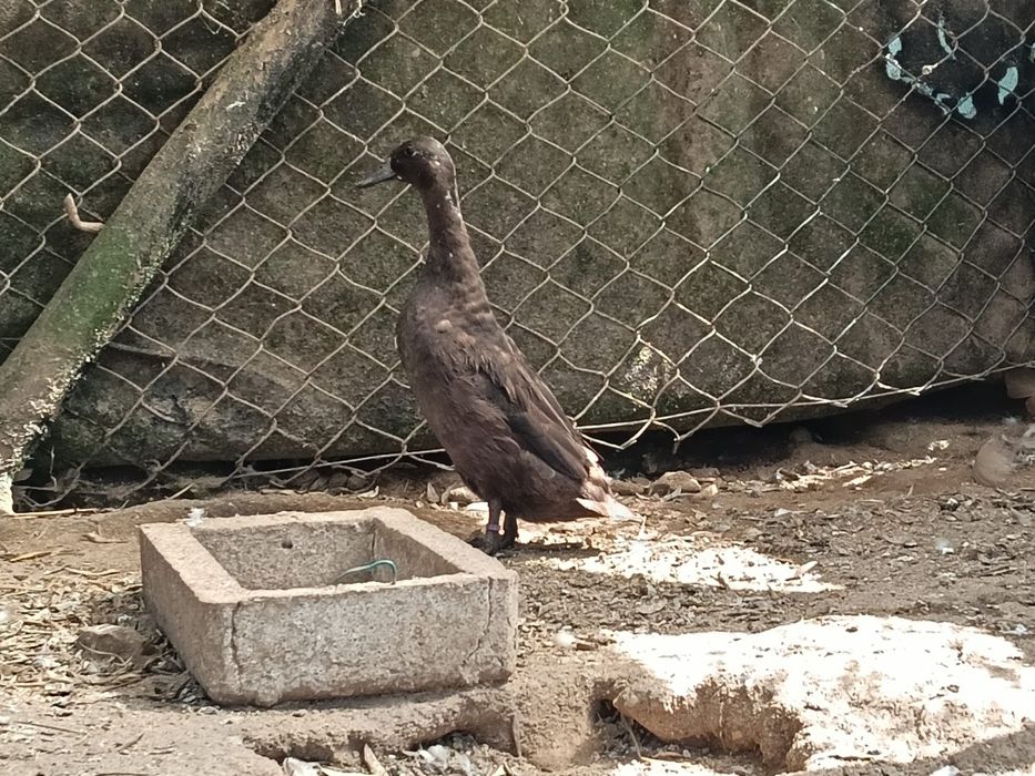 Fêmea de corredor indiano adulta