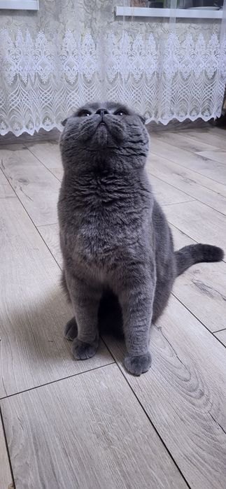 Котик шотландський висловухий (Scottish Fold) шукає подружку/наречену