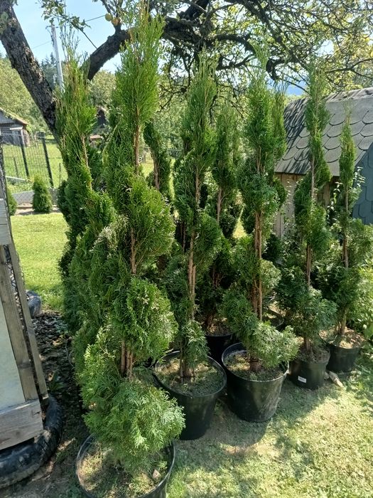 Tuja spirala od 170cm