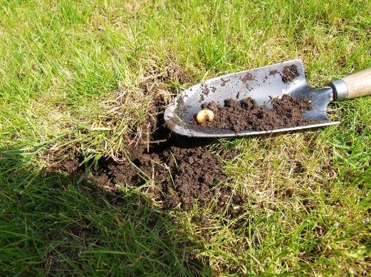 p-drakol zwalcza nicienie pędraki target 40g