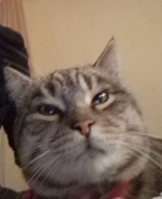 Пропал кот, СРОЧНО