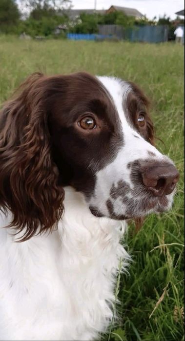 В'язка Спрингер Спаніель