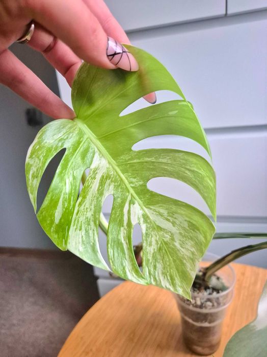 Monstera Variegata ukorzeniony szczyt w lechuzie