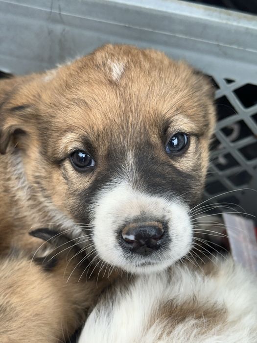 Rafeiros Alentejanos para adoção
