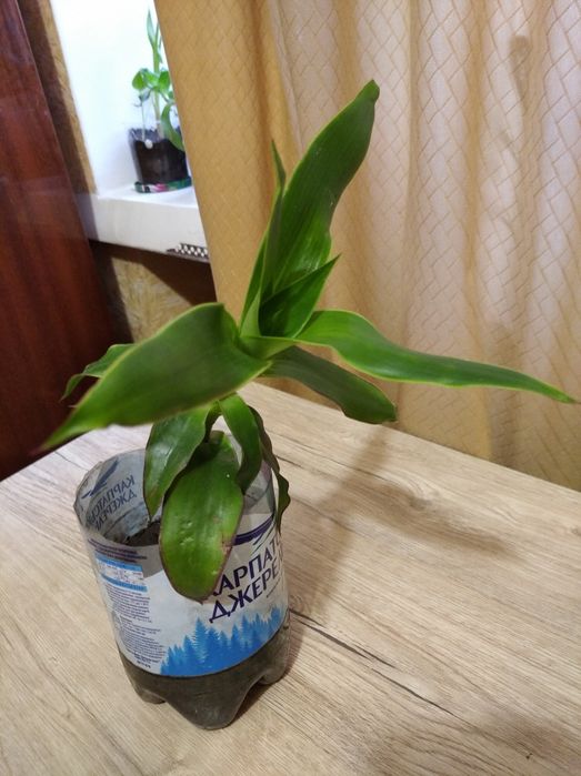 Золотой ус растение за большой сникерс