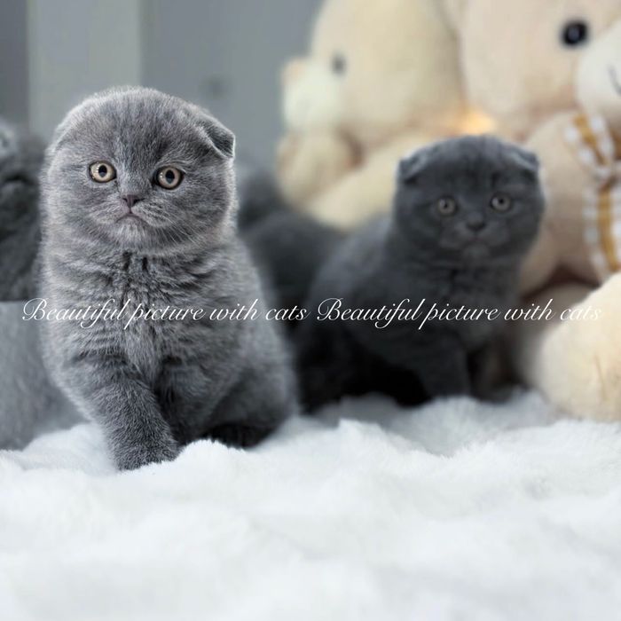 Класнючі кошенята