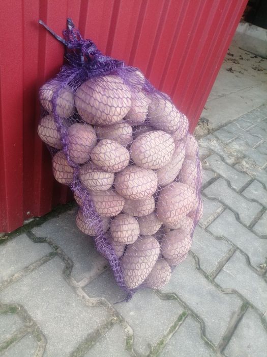 Ziemniaki jadalne czerwone Bellarosa