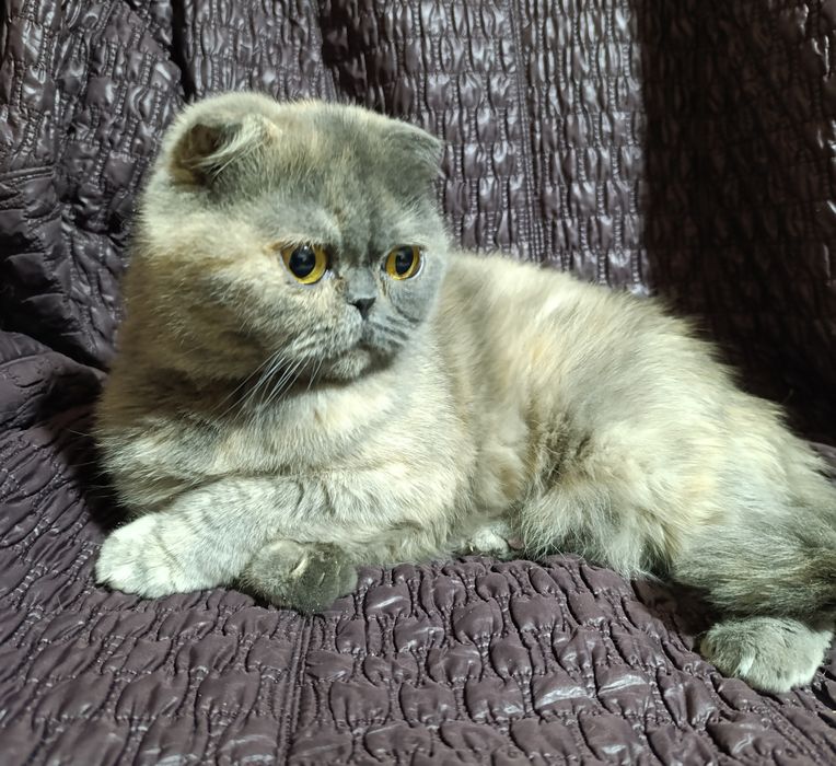 Шотландская голубо-кремовая скоттиш фолд