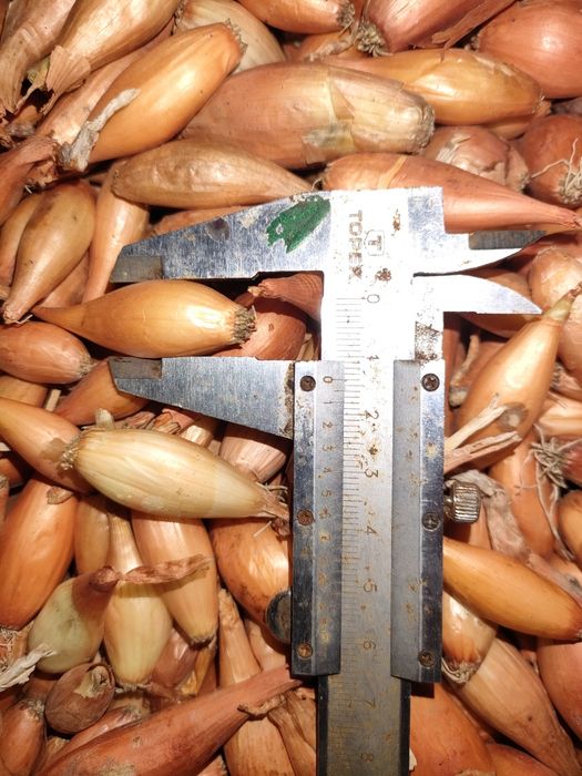 Лук севок, тиканка, арпаж Штутгарт, Делфін