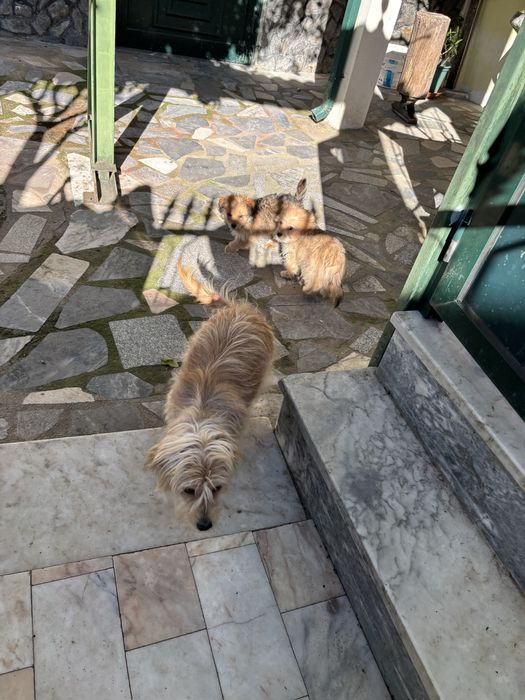 Caozinho (6 meses) decporte pequeno para adocao