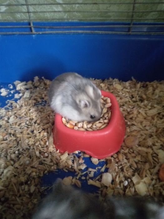 Хомячки Кременчуг