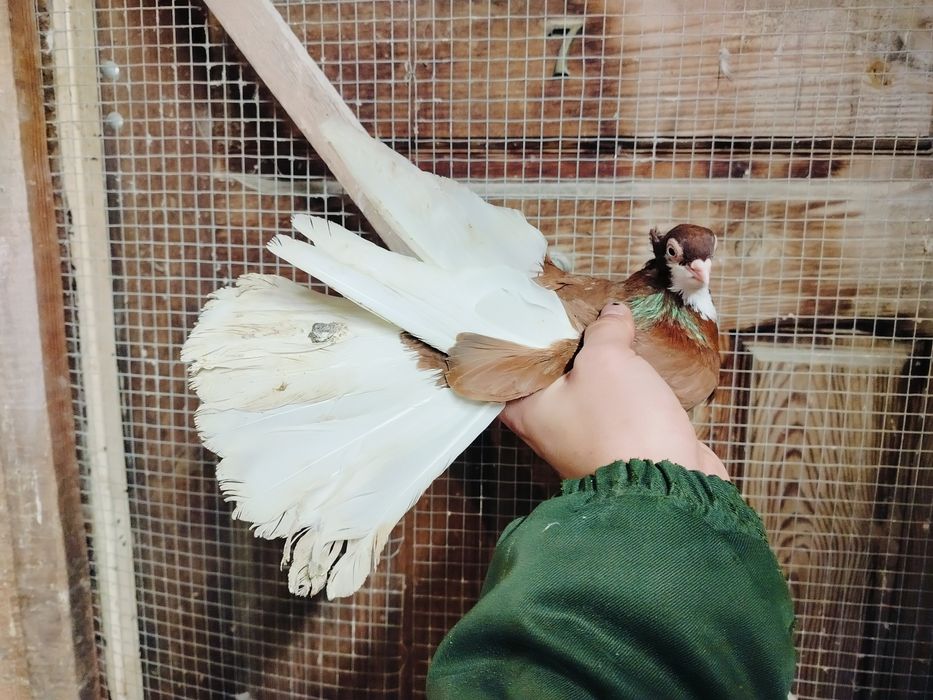 Samica gołębie zamojskie