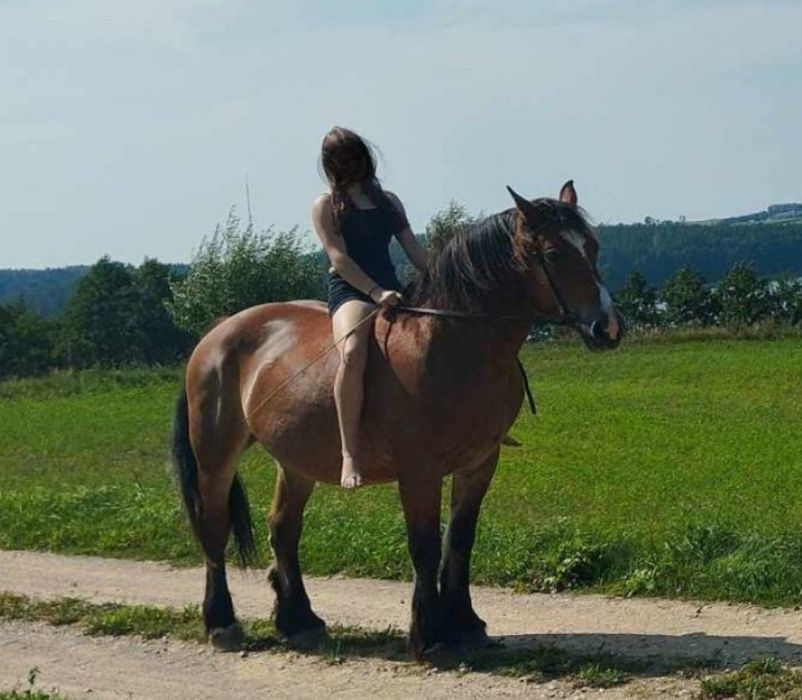 sprzedam klacz pkz lat 13