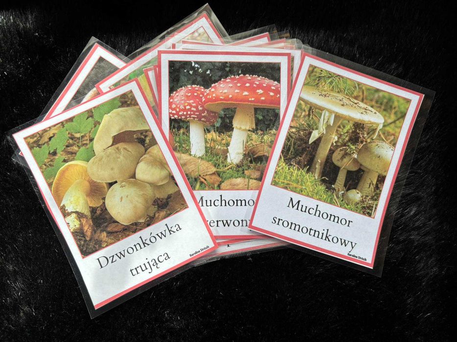 Karty plansze demonstracyjne - Grzyby trujące
