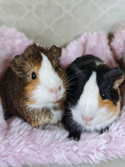 Świnka morska samiec KASTROWANY