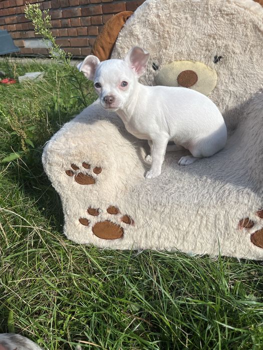 Urocza sunia Chihuahua szuka kochającego i odpowiedzialnego domu
