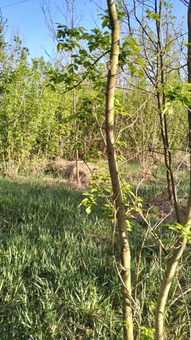 Продаж Ділянки  35 сот. с. Копачів, м . Обухів 14 км