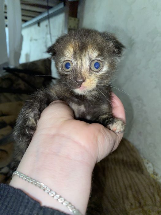 Котята в добрі руки