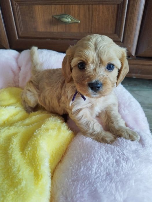 Cavapoo pieski.!
