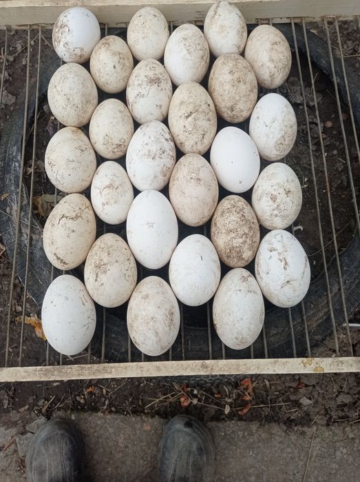 Яйцо гусинное инкубационное