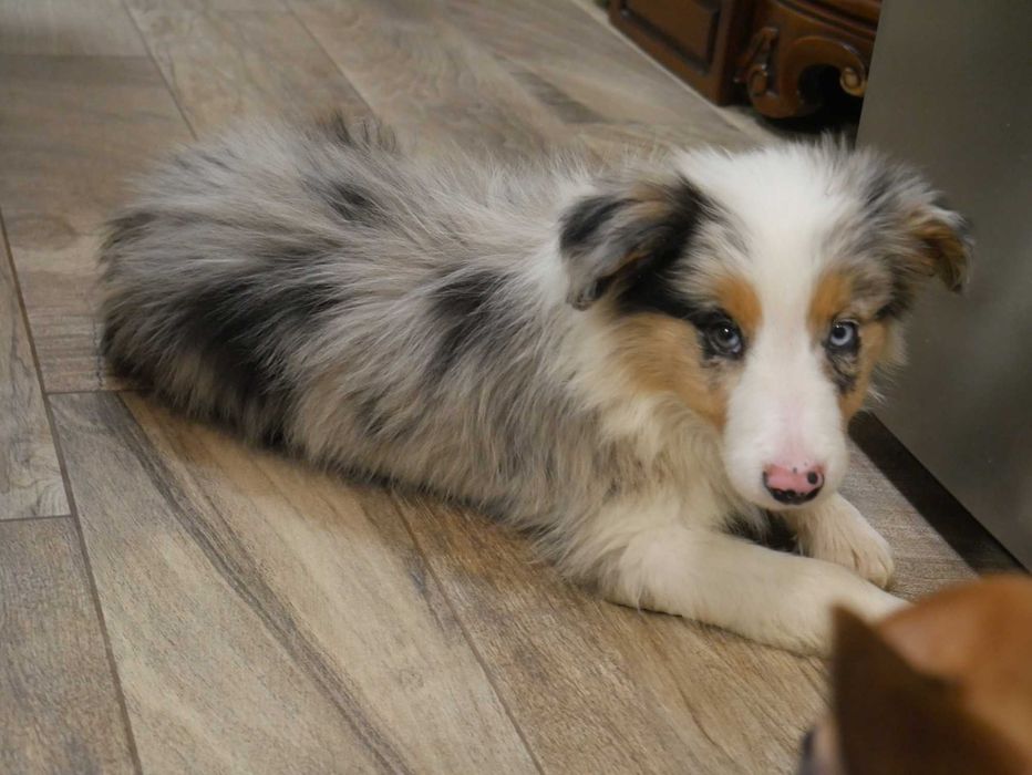 Border Collie Blue Merle Tri Color