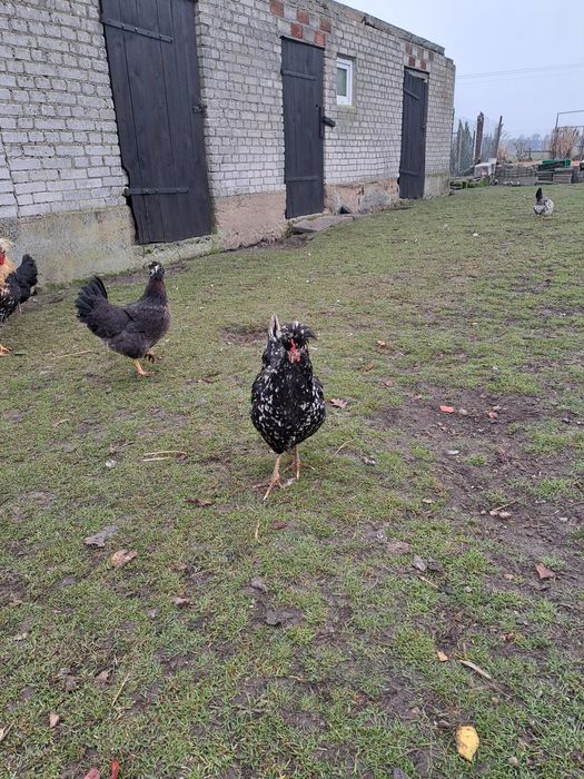 Czubatki Staropolskie