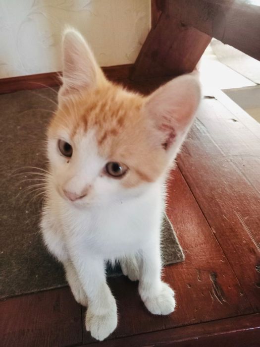 Котик в добрі руки