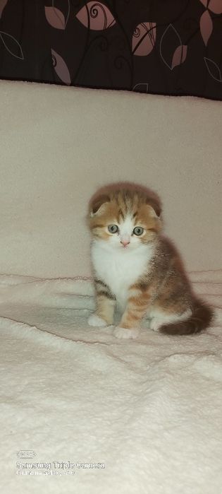 Шотландская кошечка