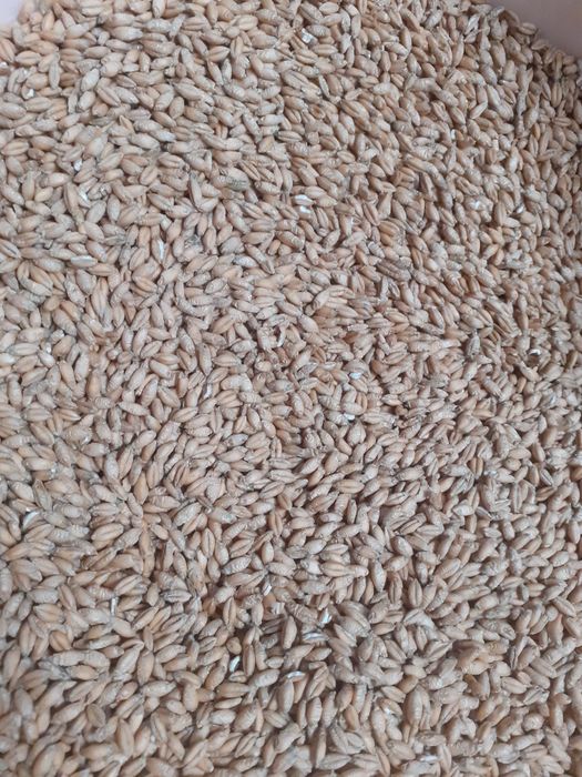 Pszenżyto Ozime Tadeus.