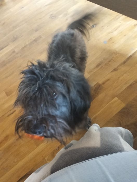 Półtorej rocznasuczka na wydanie