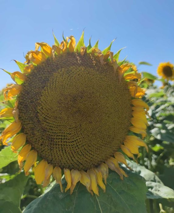 Słonecznik oleisty nasiona słonecznika NSH 8002