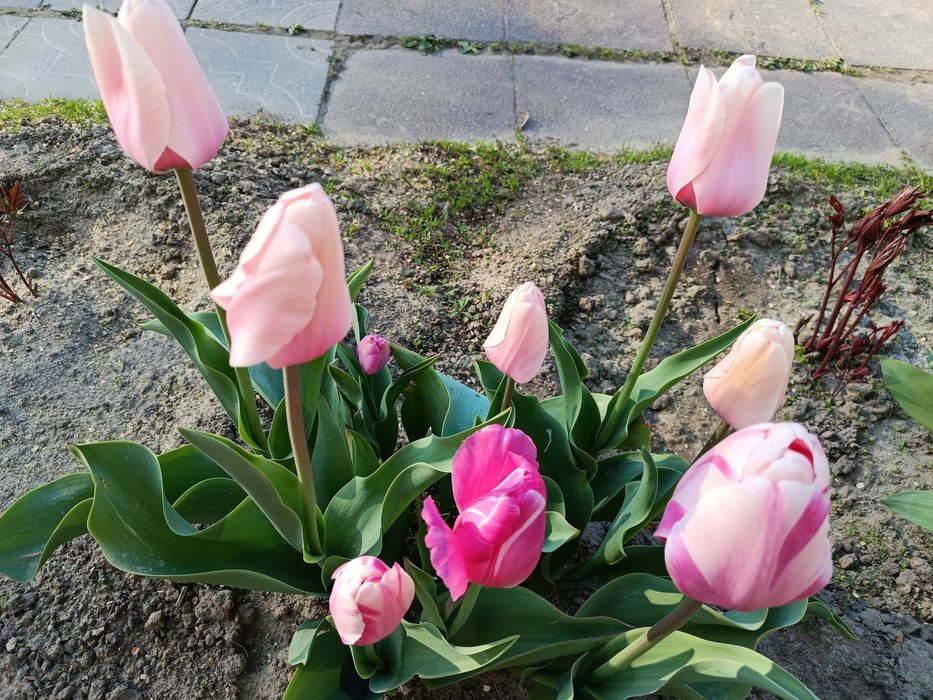 Продам тюльпани на зріз.