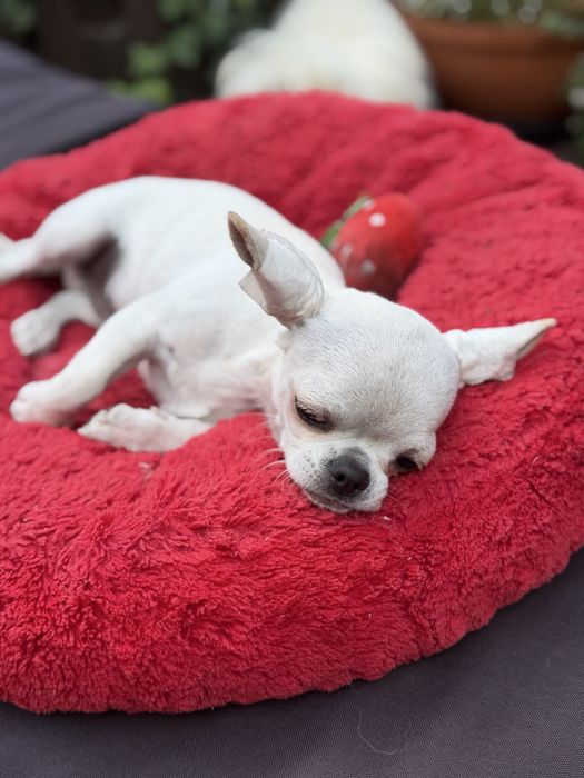 Chihuahua- FCI piesek