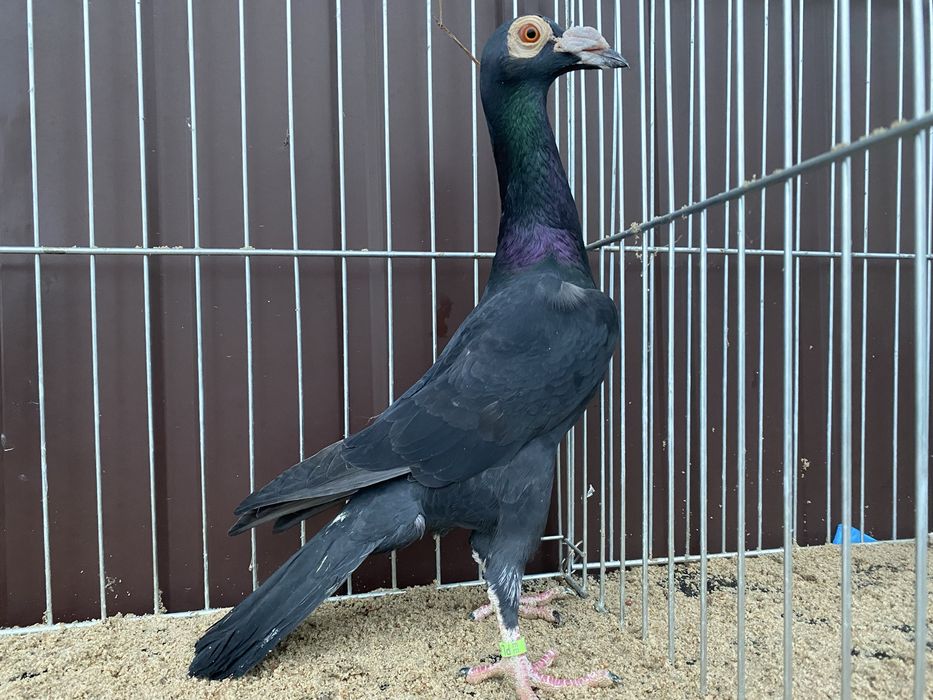 Młody samiec Karier