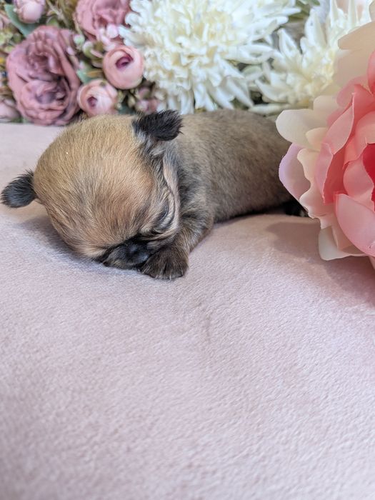 Chłopiec chihuahua