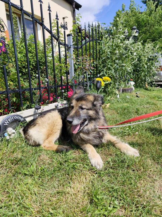 Kto pokocha starszego psa?