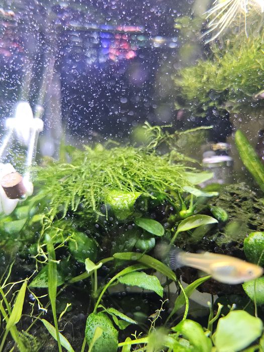 Musgo java  planta aquario