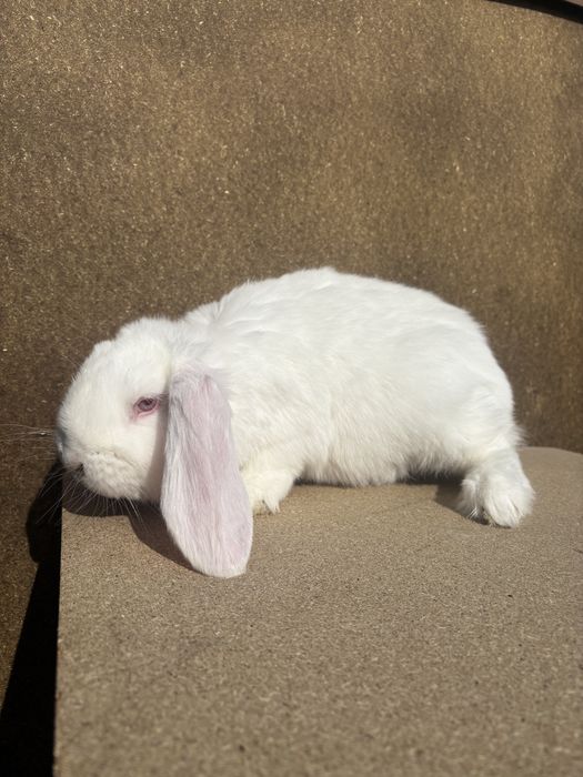 Baran francuski samczyk biały