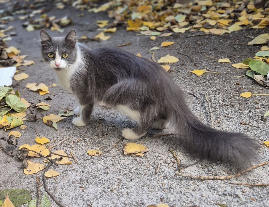 Кошеня підліток шукає дім