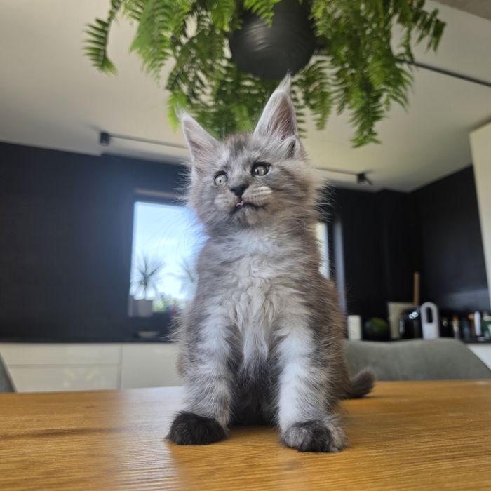 Kocurek  Maine coon rodowód fpl FIFe