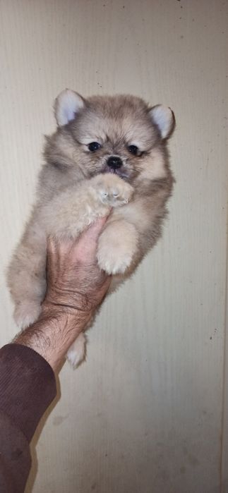 Щенки померанского шпица