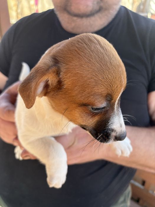 Jack Russell Terrier Suczka