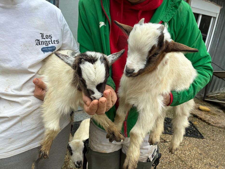 Casal micro anão meiguinhos
